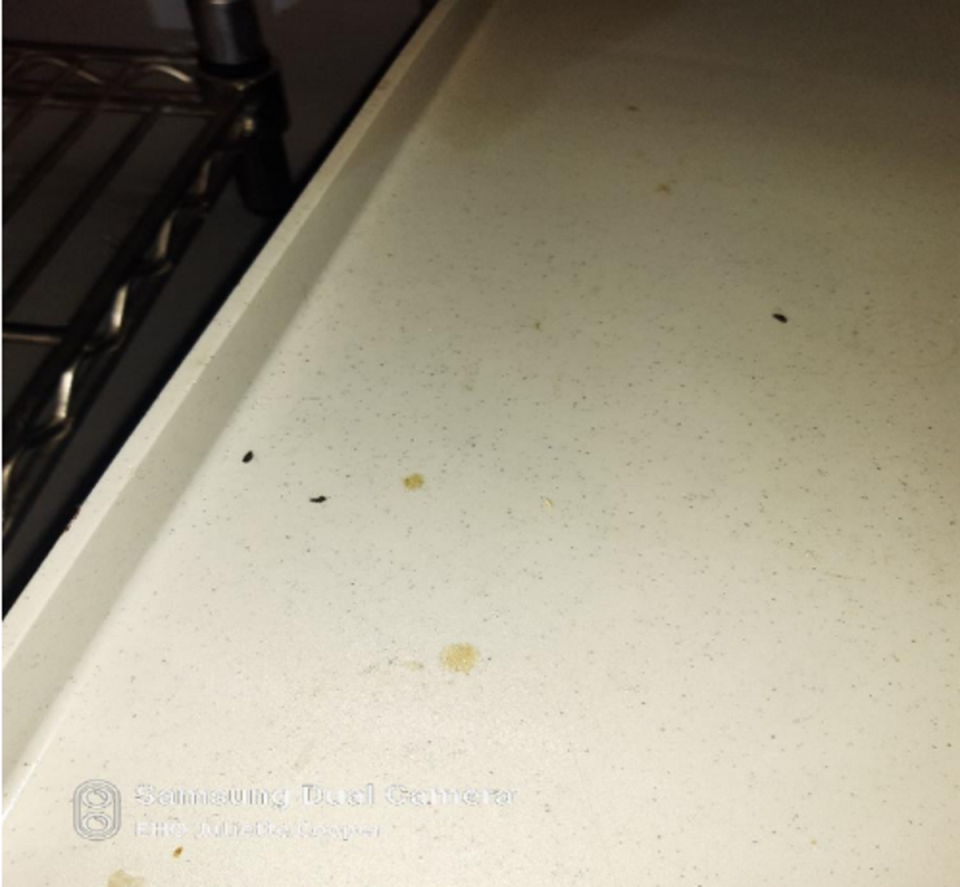 Droppings were found in the kitchen (Westminster City Council)