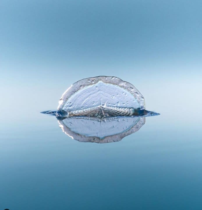 Velella velella captured off the coast near Newport Beach, Calif. (Delaney Trowbridge/Davey’s Locker)