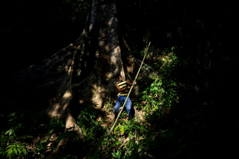 The Malaysian honey-hunters perch precariously on high branches as they raid the hives