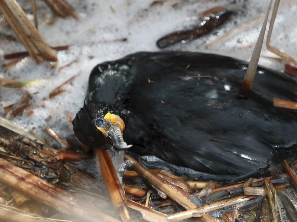 A double-crested cormorant struggles and is likely dying of bird flu