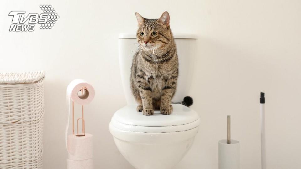 也有網友點名「貓咪零食」。（示意圖／Shutterstock達志影像）