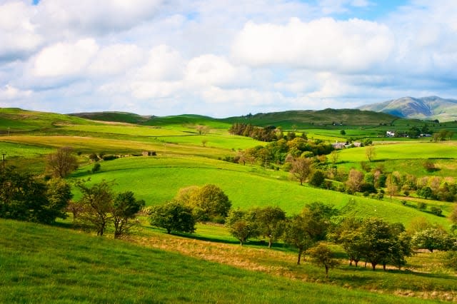 on the pasture in yorkshire...