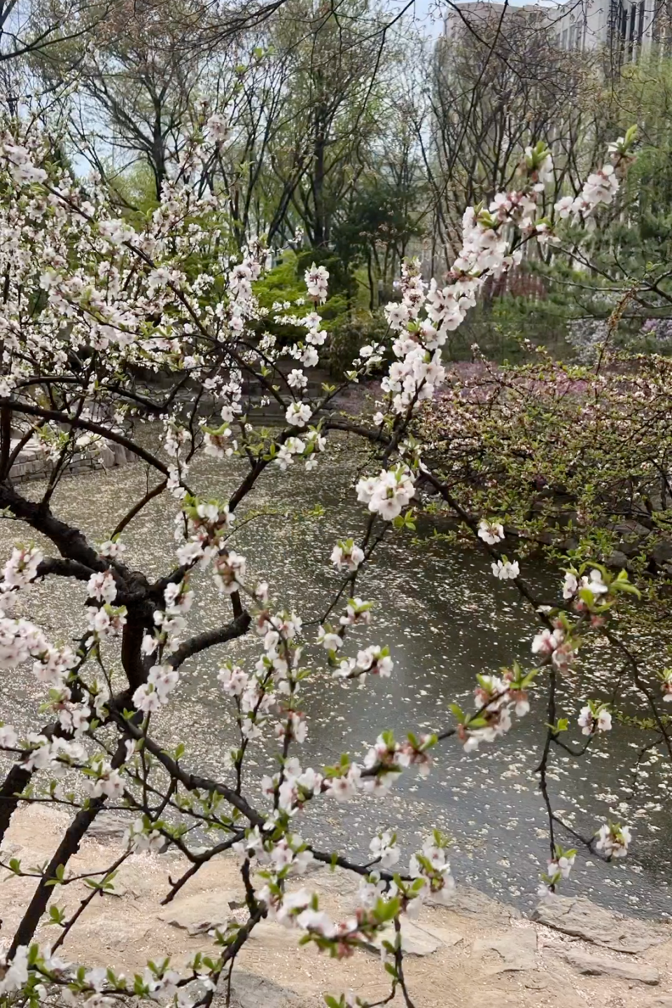One of the trip's many highlights, said Joanna Gaines, was seeing Seoul's famous cherry blossom trees. (Joanna Gaines via Instagram)