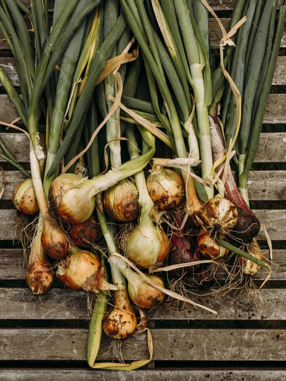 best vegetables to grow onions