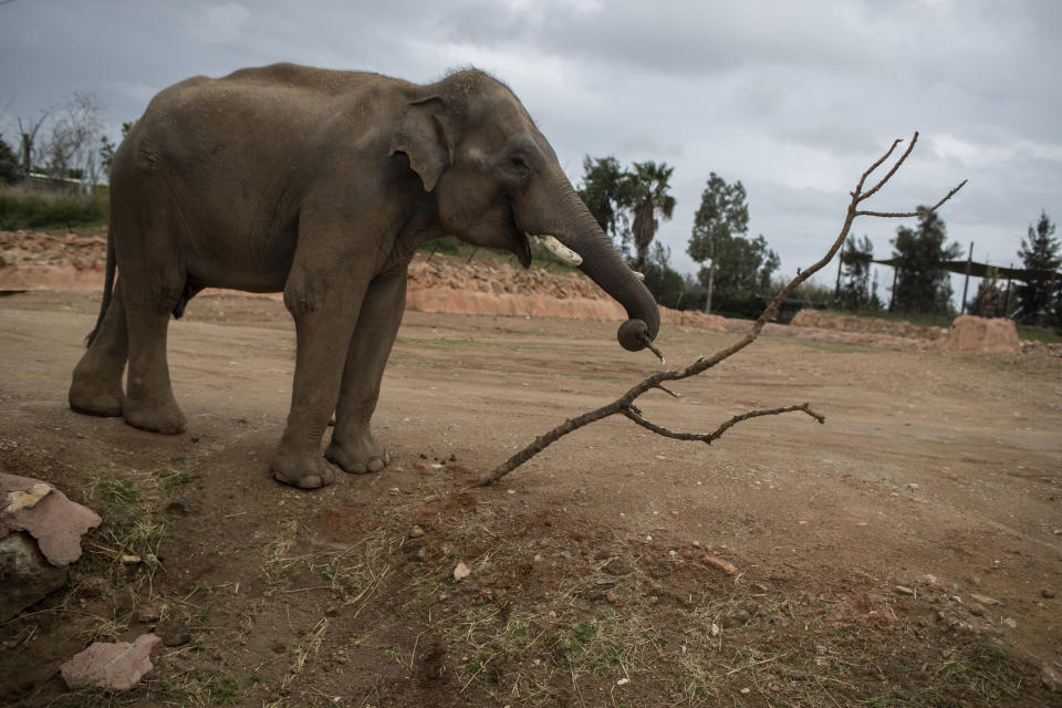 An elephant breaks off a twig with it's trunk in the Attica Zoological Park in Spata, near Athens, on Tuesday, Jan. 26, 2021. After almost three months of closure due to COVID-19, Greece's only zoo could be approaching extinction: With no paying visitors or state aid big enough for its very particular needs, it still faces huge bills to keep 2,000 animals fed and healthy. (AP Photo/Petros Giannakouris)