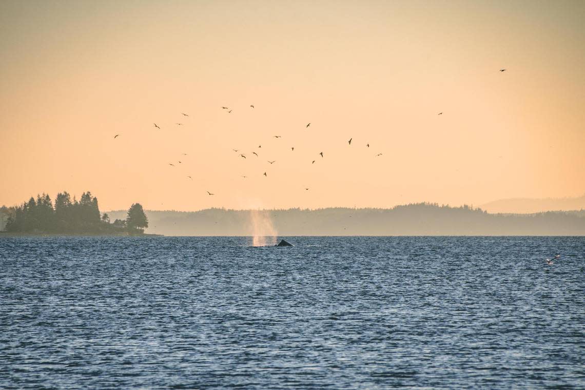 A humpback whale, Malachite, swims near the Purdy Sand Spit in November 2022.