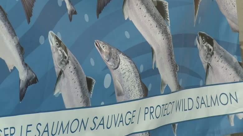 Environmentalists worry about GM salmon hatchery approval