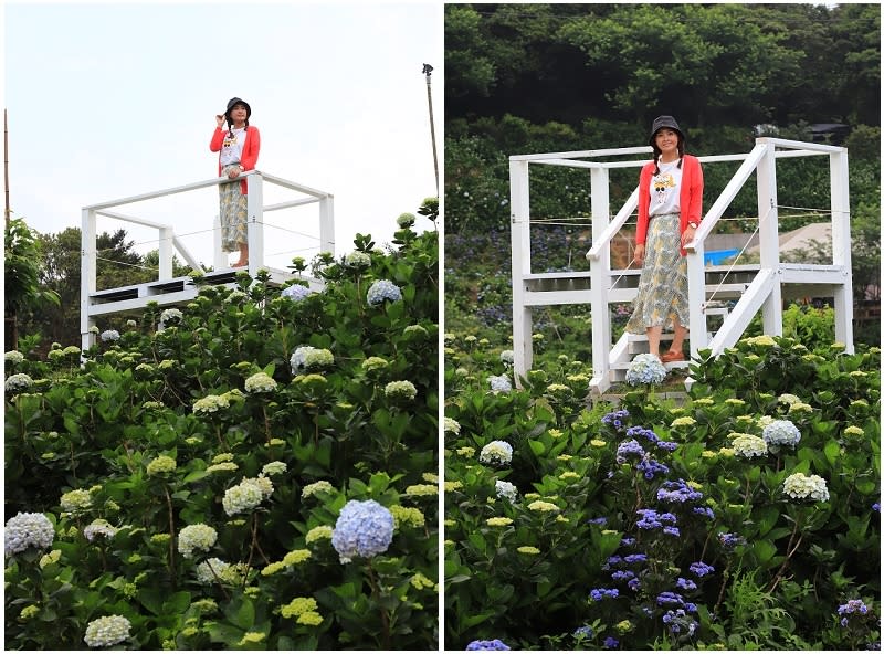 新北｜萬里高家繡球花季