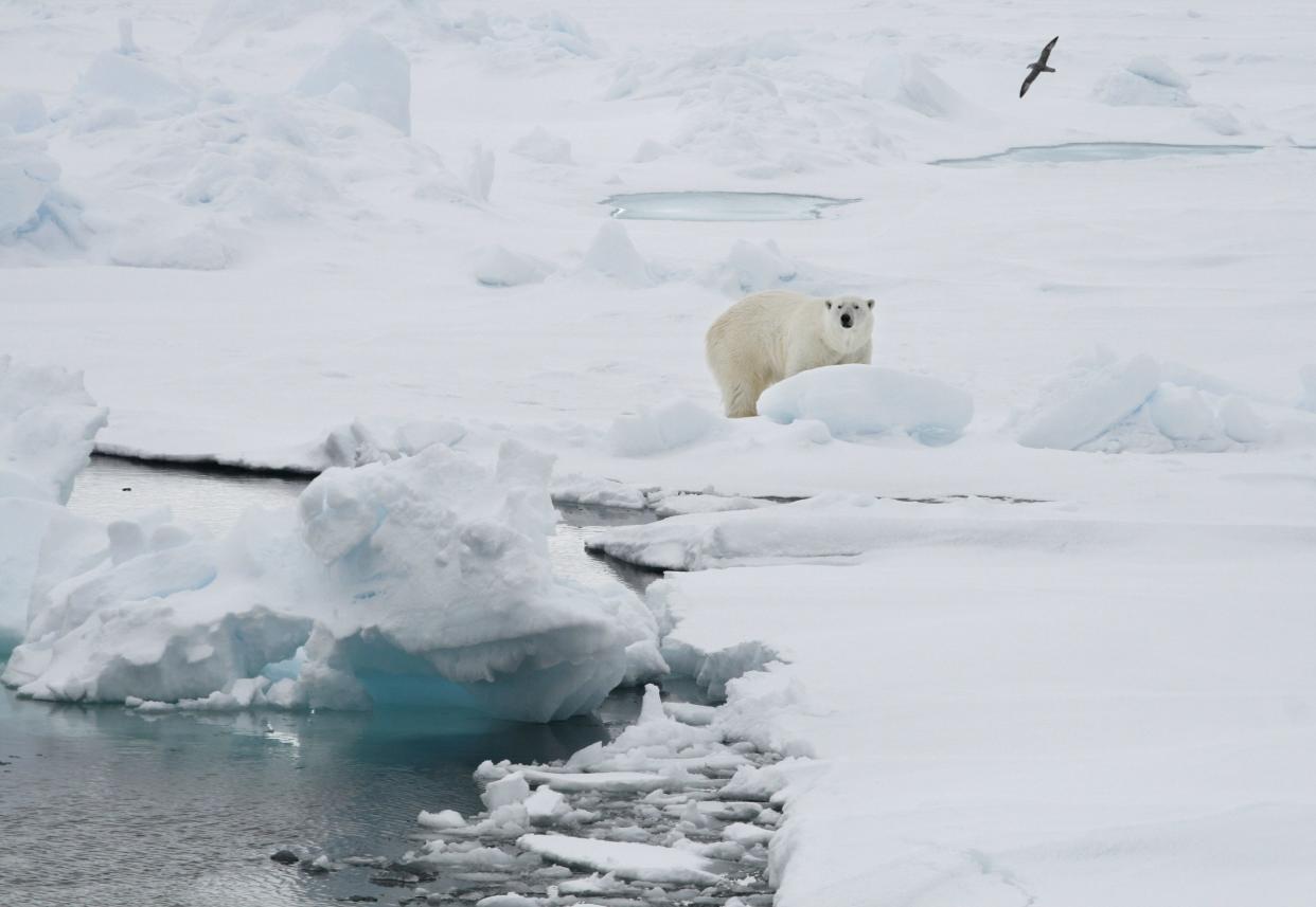  A polar bear stands on an ice floe near the Norwegian archipelago of Svalbard, Friday June 13, 2008. 