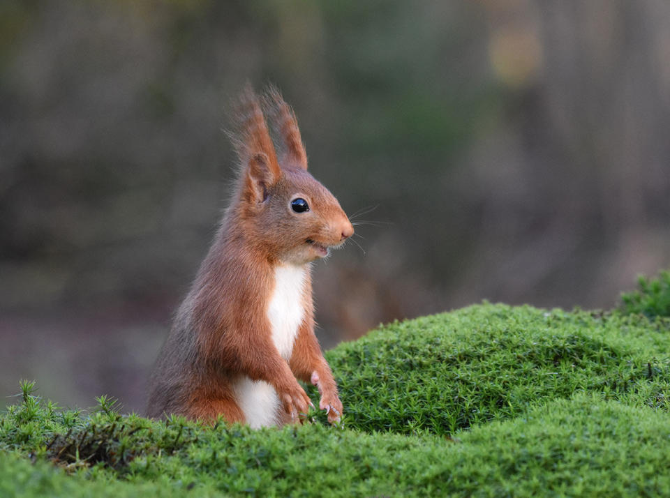 &ldquo;The Inside Joke&rdquo; is a picture of a Eurasian red squirrel in Espelo, Netherlands. (Photo: Femke van Willigen/Comedy Wildlife Photo Awards 2020)