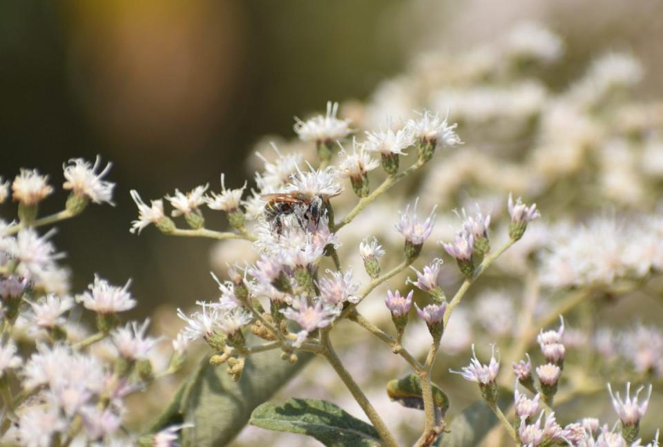 abejas meliponas