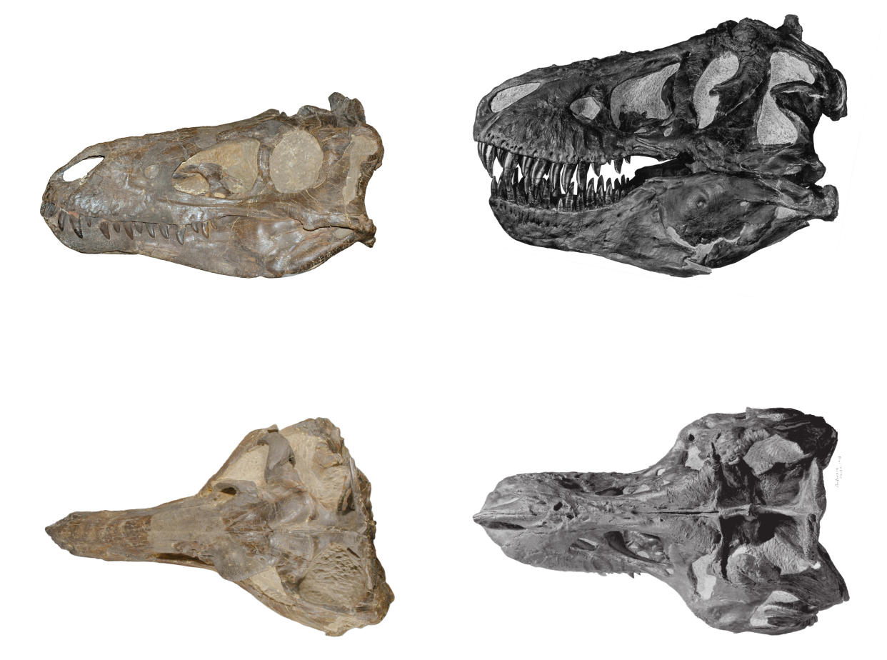 A comparison of Nanotyrannus and Tyrannosaurus skulls 