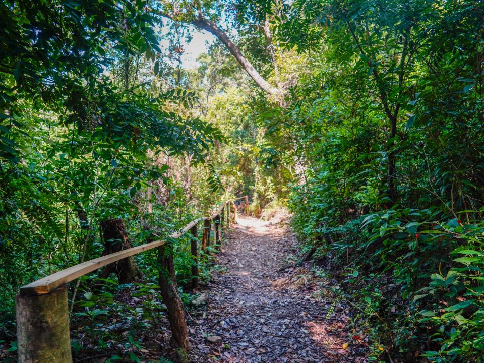 Cruise port in Honduras: plants eco park hike