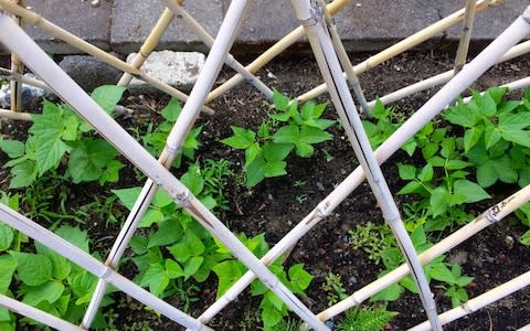 Beanpoles - Credit: Getty