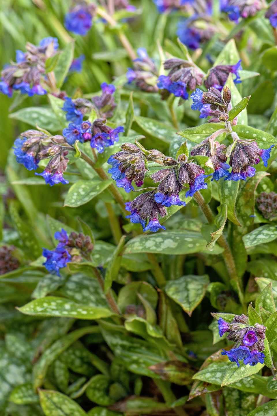 Close-up image of the spring blue flowers of Pulmonaria Angustifolia 'Lewis Palmer' also known as Lungwort