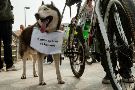 A protester's dog carries the message "Where will I swim?" during a protest in the dried out riverbed of Cijevna River in Dinosa village, near Tuzi, Montenegro October 20, 2018. REUTERS/Stevo Vasiljevic