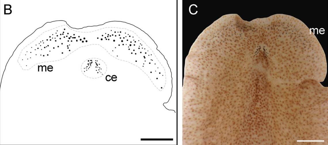 A diagram (left) and close-up photo (right) show the eyes of a Prosthiostomum huidongense, or Huidong marine flatworm. Photos from Liu, Lin, Wang, Hu and Zhang (2024)