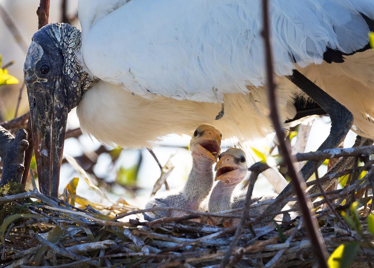 Wood Stork baby birds peak out of their nest under the protective cover of their mother at Wakodahatchee Wetlands, March 13, 2018 in Delray Beach, Florida.
