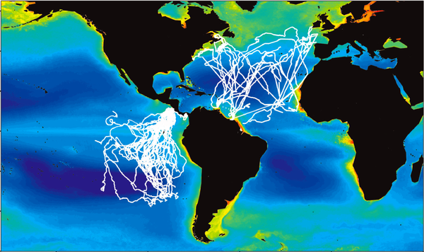 The tracks that the different populations of leatherback turtles took in the study.