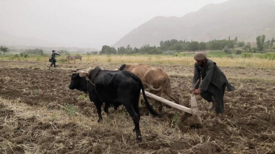 Um trabalhador agrícola em Andarab, Afeganistão