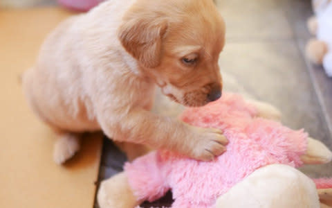 Dogs are introduced to different fabrics at just a few weeks old  - Credit: Guide Dogs 