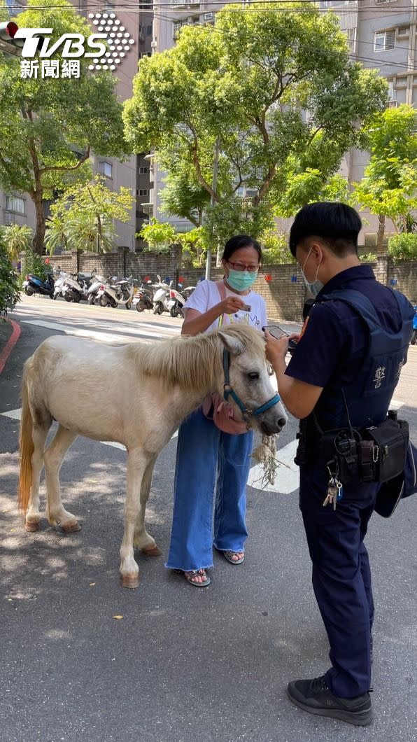 迷你馬身上有牽繩，疑似有人飼養。（圖／TVBS）