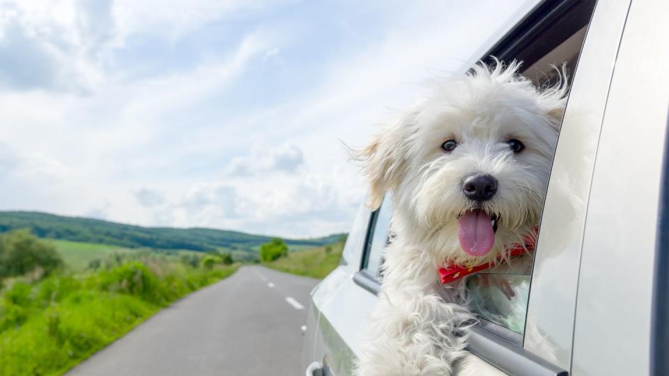 Dog, Mammal, Canidae, Dog breed, Maltese, West highland white terrier, Carnivore, Terrier, Companion dog, Havanese, 