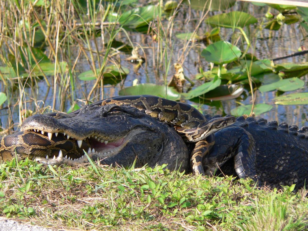 anaconda snake eating crocodile