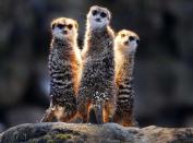 <p>Meerkats congregate under a heating lamp in their enclosure in the Opel Zoo in Kronberg near Frankfurt, Germany, Dec. 19, 2017. (Photo: Michael Probst/AP) </p>