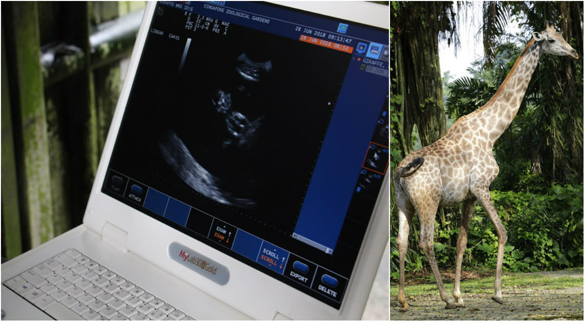 Little hooves spotted during one of the ultrasound sessions done on 14-year-old giraffe Lucy (right) who is expecting her first calf. (PHOTOS: WRS)