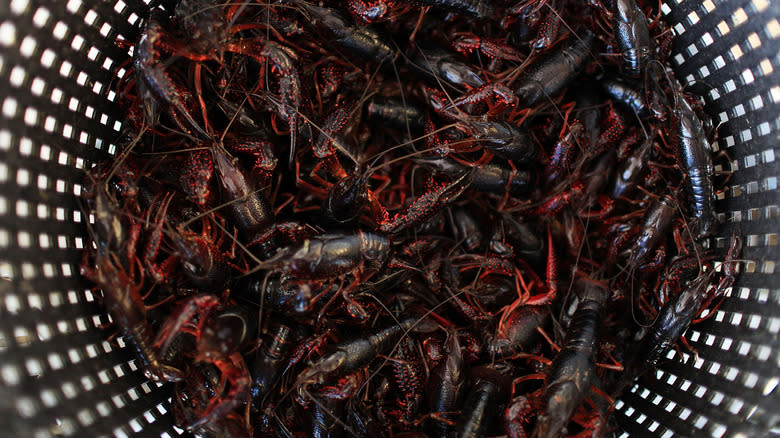 A bucket of crawfish