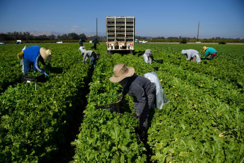 Farmworkers wear face masks while harvesting curly mustard in a field on Feb. 10 in Ventura County, California. (Photo: PATRICK T. FALLON via Getty Images)