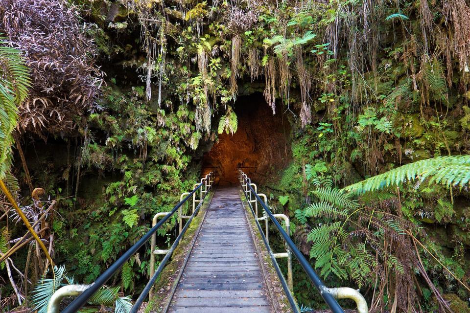 Fern Forest, HI: Best Jungle Escape