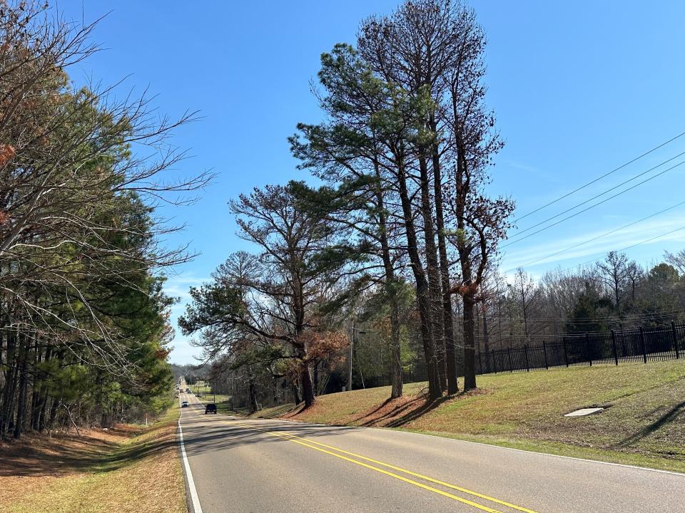 Dead trees along Madison Ave. in Madison are in need of being removed because of drought, cold and insects. These are just a few of what could be millions of trees in Central Mississippi that could be impacted.