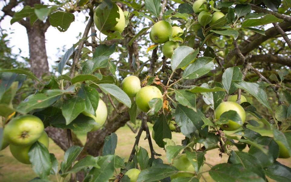 Pruning can be the cause of apple tree problems, but it can also provide the cure - read on for our complete guide on how to prune correctly - Jeff Gilbert