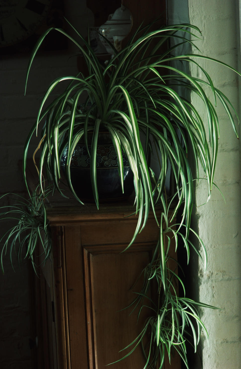<p>This attention-grabbing houseplant can remove a huge 90% of toxins from your bedroom air in just two days, making it the perfect accessory for anyone with dust allergies. Beware: it grows pretty quickly.<br><i>[Photo: Getty]</i> </p>