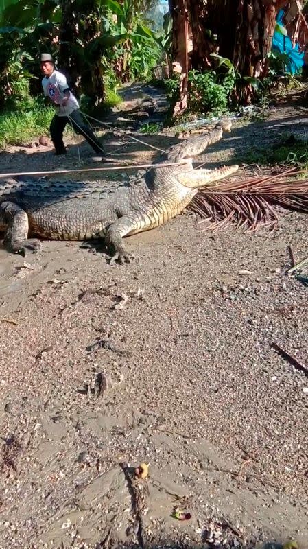 4-metre long crocodile captured in Buton