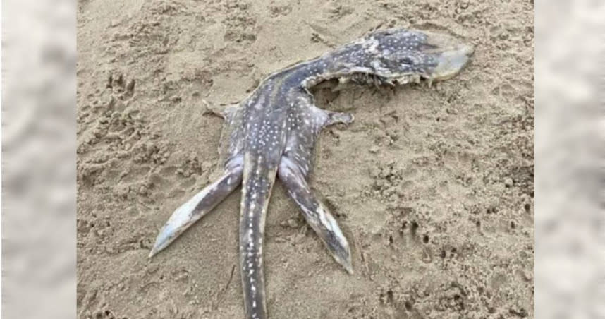 英國某處海灘日前出現不明生物的遺體。 （圖／翻攝自Reddit）