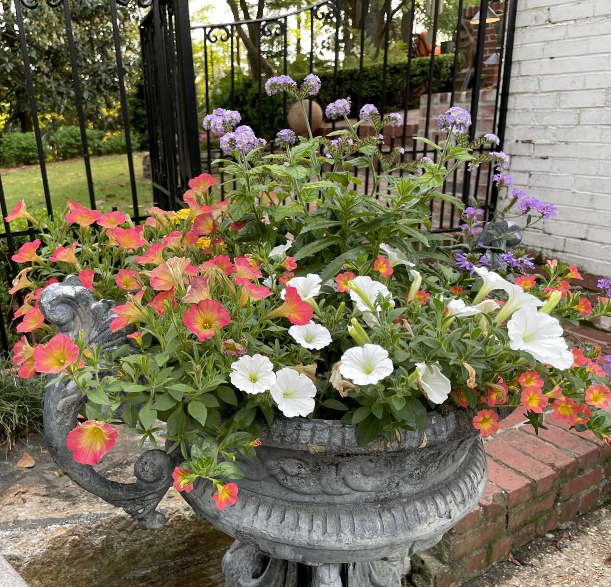 This mixed container features Supertunia Persimmon petunia on the left which is one of the most sought-after petunias in the market. The companions are Supertunia Vista Snowdrift petunia, Augusta Lavender heliotrope, and Whirlwind Blue scaevola.