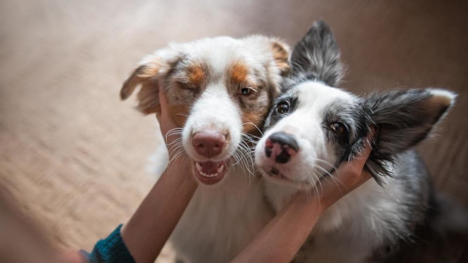 PHOTO: Dogs are seen in this undated stock photo. (STOCK PHOTO/Getty Images )