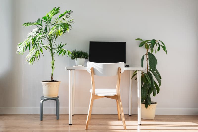 Simple home work space with green plants