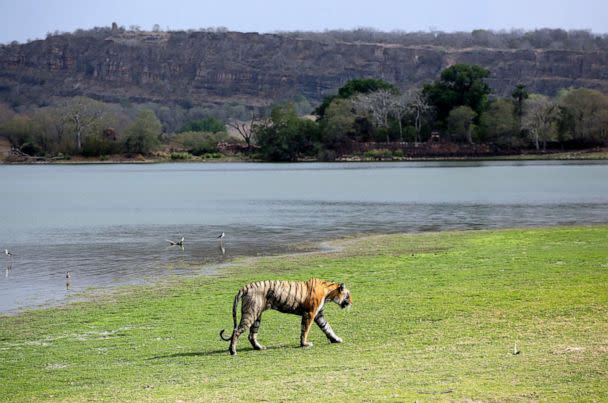 PHOTO: A Royal Bengal tiger walks near a lake at the Ranthambhore national park in Sawai Madhopur, Rajasthan, India, June 10, 2015. (Deepak Sharma/AP, FILE)