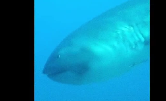 British tourist captures footage of rare megamouth shark