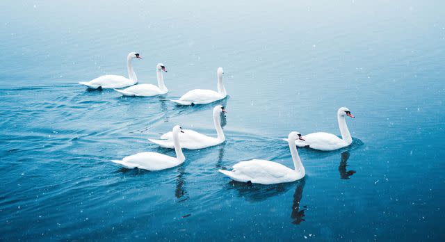 <p>Getty</p> Stock image of a group of swans swimming on the lake on a snowy winter morning