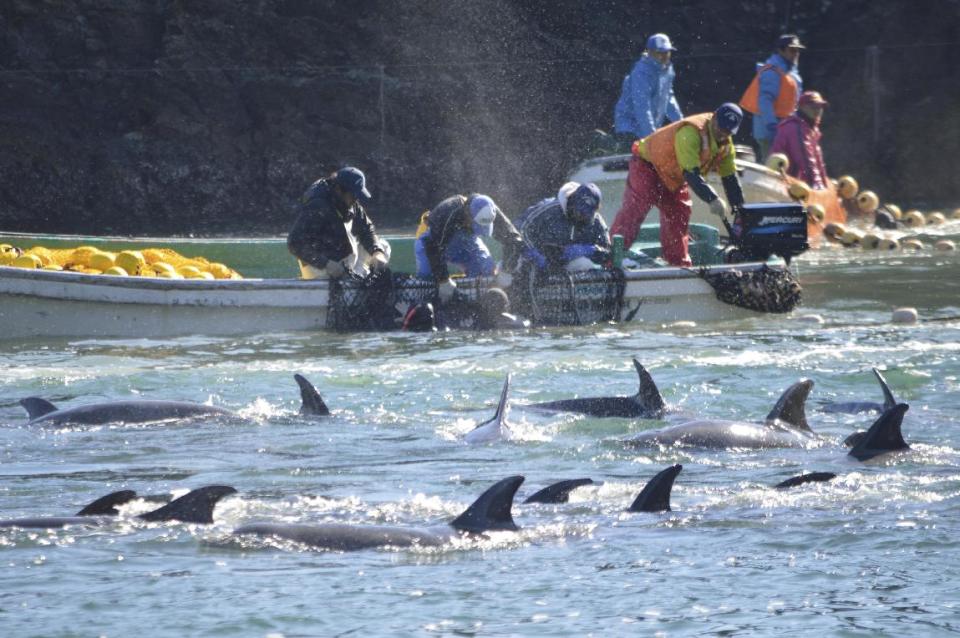 In this Sunday, Jan. 19, 2014 photo provided by Sea Shepherd Conservation Society Tuesday, Jan. 21, 2014, fishermen on boats catch bottlenose dolphins during the selection process in Taiji, western Japan. Japanese fishermen have finished killing some of the 250 dolphins trapped recently in what activists say was the biggest roundup they have witnessed in the last four years. Sea Shepherd, best known for its anti-whaling activities, said the fishermen first selected 52 dolphins to keep alive for sale to aquariums and other customers. (AP Photo/Sea Shepherd Conservation Society)