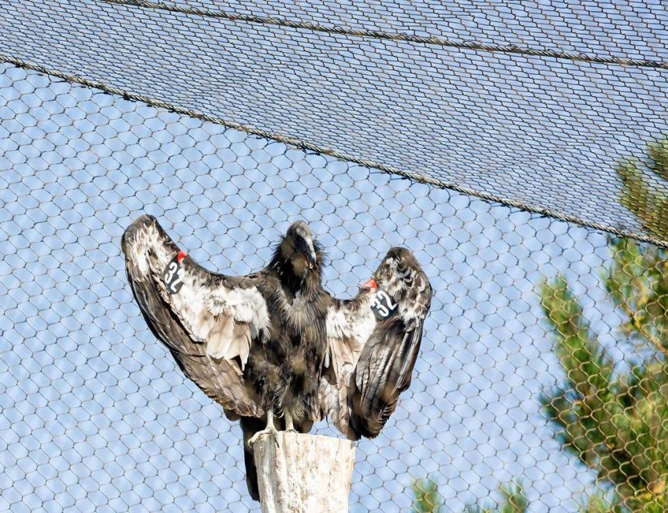 A California Condor spreads its wings at an enclosure inside the World Center for Birds of Prey. The Peregrine Fund has been breeding the rare birds in Boise since 1993.
