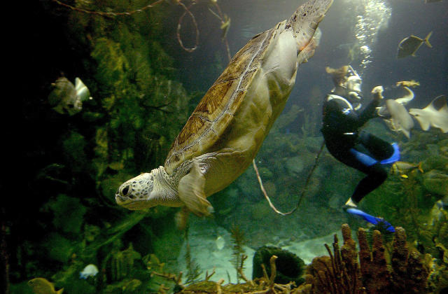 Green sea turtle Finn injured by fishing line