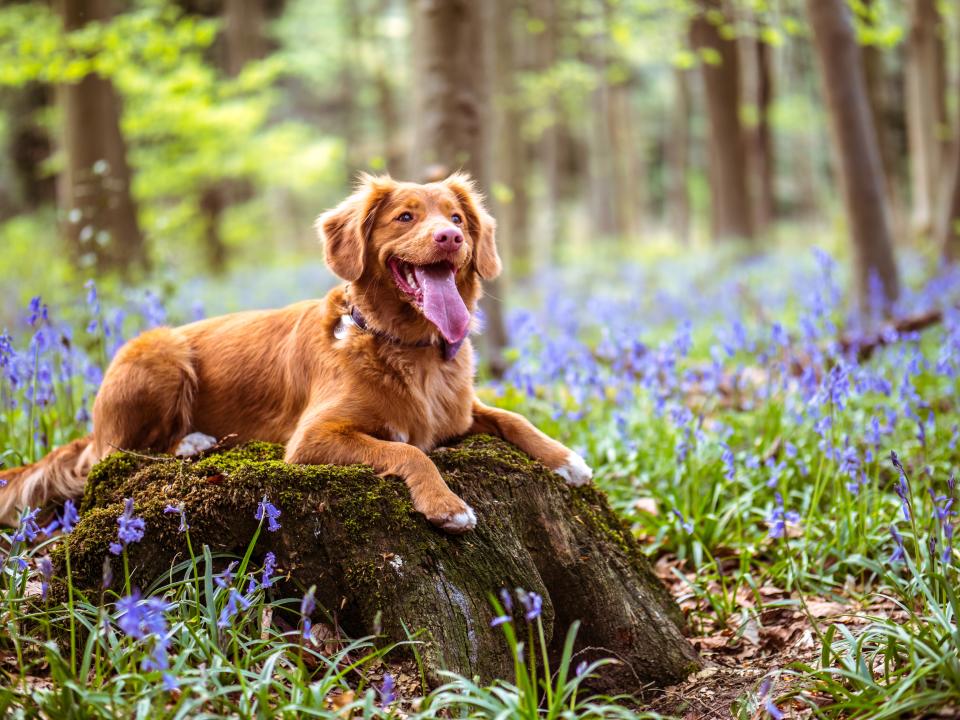 Hunde laufen durch Wälder und Wiesen und sind damit anfälliger für Zeckenbefall - wie schützt man sie effektiv? (Symbolbild: Getty Images)