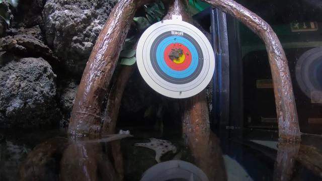 olympic shooting target