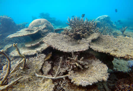 Supplied image of dead table corals killed by bleaching on Zenith Reef, on the northern Great Barrier Reef in Australia, made available to Reuters on November 29, 2016. Greg Torda/Courtesy of ARC Centre of Excellence for Coral Reef Studies/Handout via REUTERS